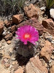 Echinocactus horizonthalonius