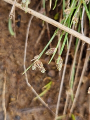 Isolepis cernua