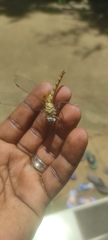 Urothemis signata