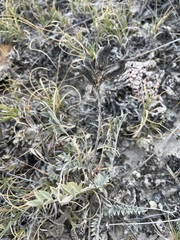 Astragalus missouriensis