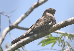 Chordeiles gundlachii