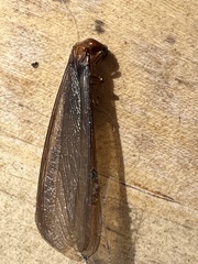 Zootermopsis