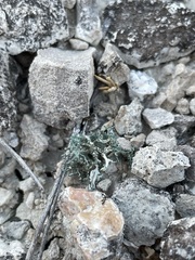Lichinaceae