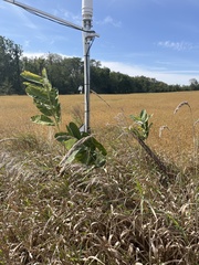 Phalaris arundinacea