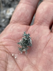 Lichinaceae