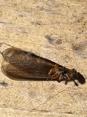 Zootermopsis