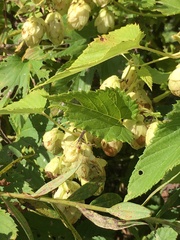 Humulus