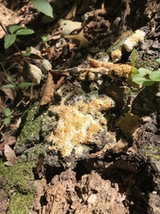 Myxomycetes