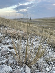 Muhlenbergia cuspidata