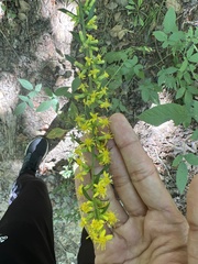 Solidago caesia