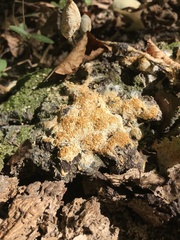 Myxomycetes