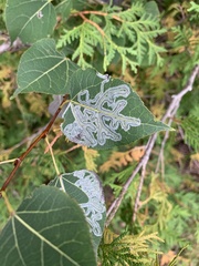 Phyllocnistis populiella