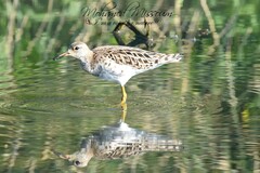 Calidris pugnax