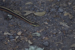 Thamnophis elegans terrestris