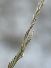 Muhlenbergia cuspidata