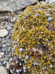 Anisotome imbricata