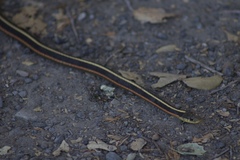 Thamnophis elegans terrestris