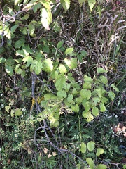 Crataegus mollis