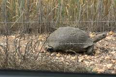 Stigmochelys pardalis
