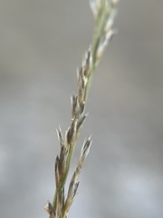 Muhlenbergia cuspidata