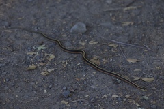 Thamnophis elegans terrestris