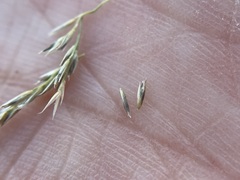 Muhlenbergia cuspidata