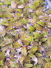 Anisotome imbricata