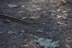 Thamnophis elegans terrestris