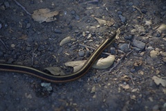 Thamnophis elegans terrestris