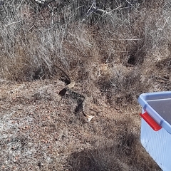 Crotalus oreganus helleri