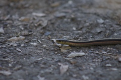 Thamnophis elegans terrestris