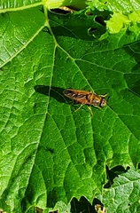 Hermetia chrysopila
