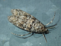 Dioryctria