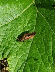 Hermetia chrysopila
