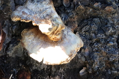 Laetiporus conifericola