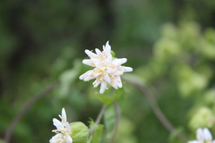 Moscharia pinnatifida