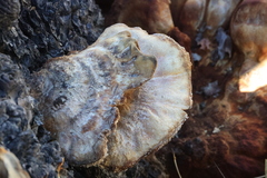 Laetiporus conifericola