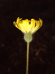 Madia elegans