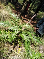 Cirsium ehrenbergii