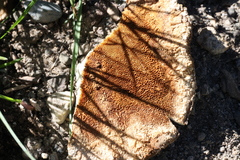 Laetiporus conifericola