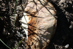 Laetiporus conifericola