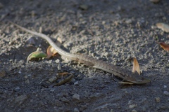 Elgaria multicarinata multicarinata