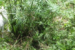 Cyperus luzulae