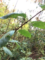 Philadelphus lewisii