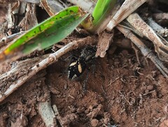 Hoplomutilla