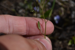 Draba nemorosa
