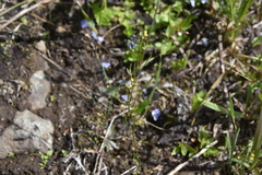 Draba nemorosa