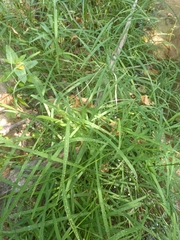 Leersia