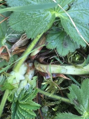 Alchemilla mollis