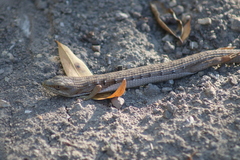 Elgaria multicarinata multicarinata